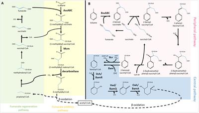 New Frontiers of Anaerobic Hydrocarbon Biodegradation in the Multi-Omics Era